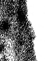 Cyprès - détail (illustration), encre de Chine sur papier, 20 x 15 cm