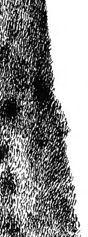 Cyprès - détail (illustration), encre de Chine sur papier, 20 x 15 cm