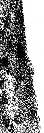 Cyprès - détail (illustration), encre de Chine sur papier, 20 x 15 cm