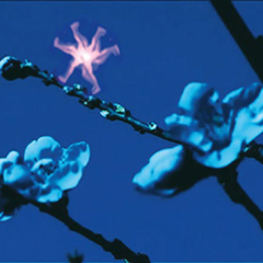 Zéla, Lumière de Zéla