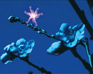 Zéla, Lumière de Zéla