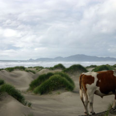 Sans titre - 2004 Ile de Chiloe, Chili, 80 x 60 cm