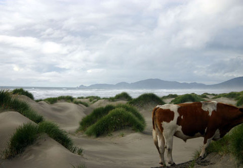 Sans titre - 2004 Ile de Chiloe, Chili, 80 x 60 cm