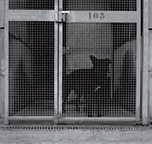 Les Chiens, Six photographies noir & blanc, Tirage sur papier baryté, Contrecollage sur aluminium, 50 x 60 cm, 2006