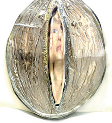 Histoire naturelle (détail)