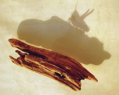 Sans titre / 2007 / photographie (bois, image d’insecte)