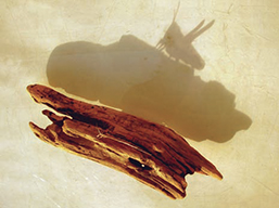 Sans titre / 2007 / photographie (bois, image d’insecte)
