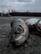 Au bord / 2007 / 5 tirages argentiques sur papier Fujicolor Crystal Archive Paper Supreme / 40 x 58 cm, 40 x 30 cm, 40 x 30 cm, 40 x 30 cm et 40 x 30 cm