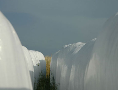 de la série Saisons en Sud-Aveyron - 2006 paru dans le livre Saisons en Sud-Aveyron, Photographies : Amandine Johannet, Textes : Jacques Vaizy, Editeur : Imprimerie du Progrès, 2006